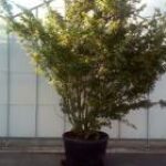  Acer palmatum