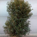  Prunus lusitanica 'Angustifolia'