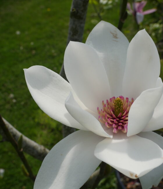 Magnolia x brooklynensus 'Yellow bird'